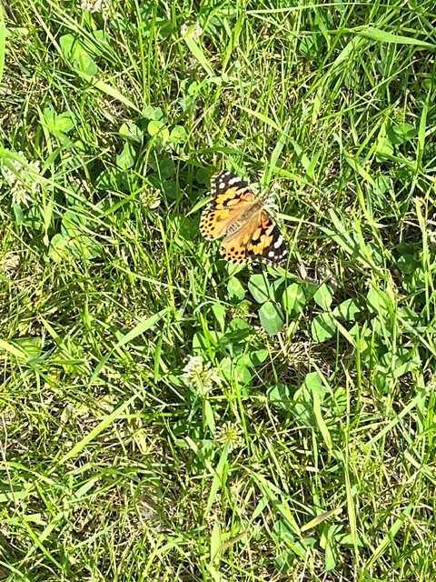 Butterfly Release 1 June 2026